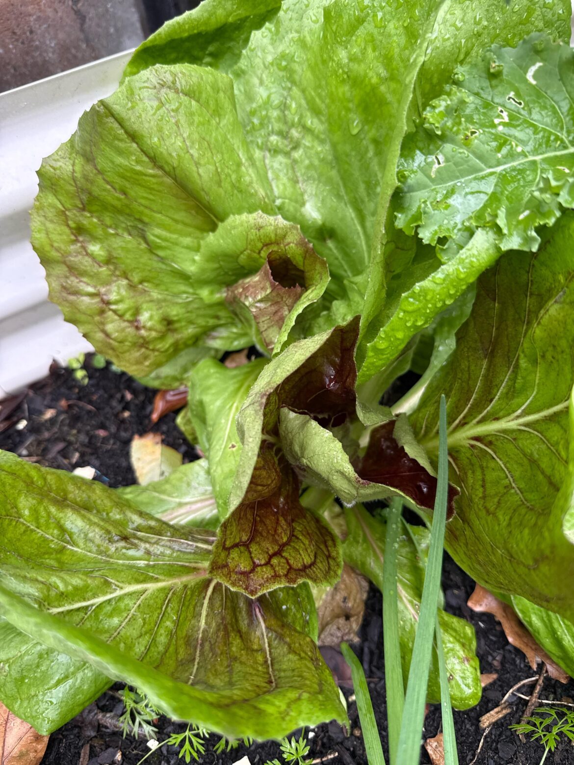 What is this? I didn’t plant it in my garden.