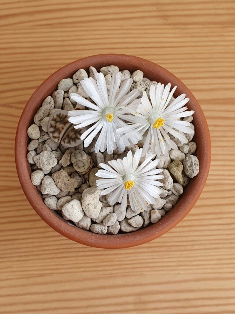 My pet rocks are blooming! (Lithops karasmontana)