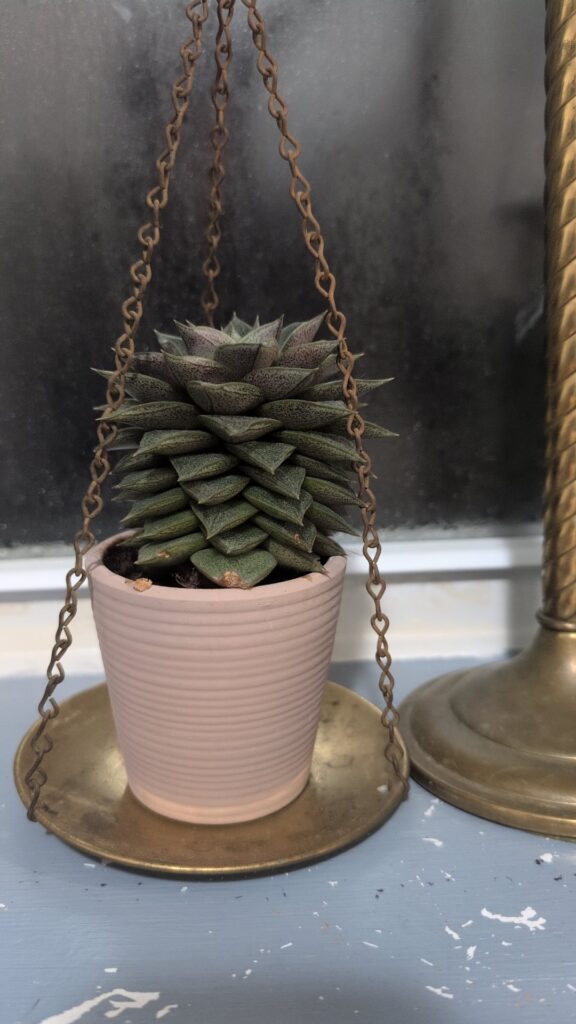 Normal growth for echeveria? Normal growth for echeveria?