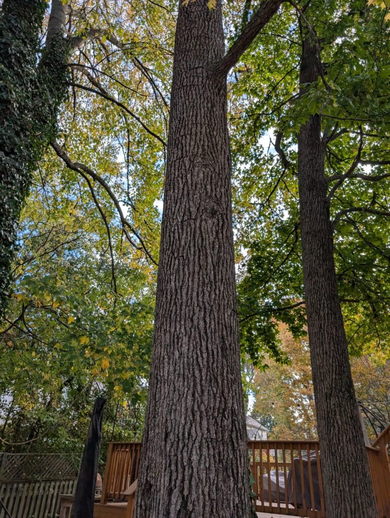 Should I be worried about this tree? Should I be worried about this tree?