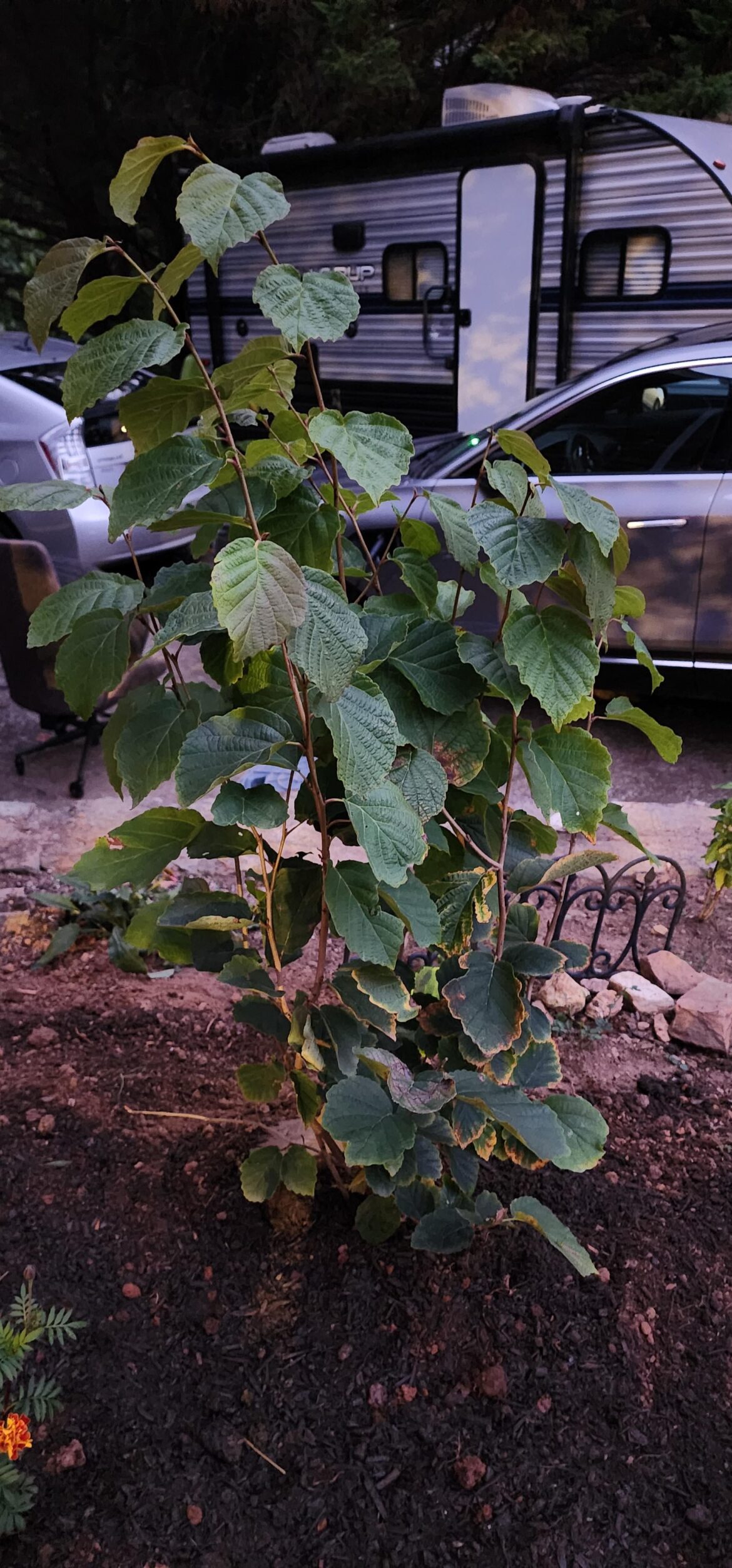 Just wanted to share my new Hamamelis virginiana