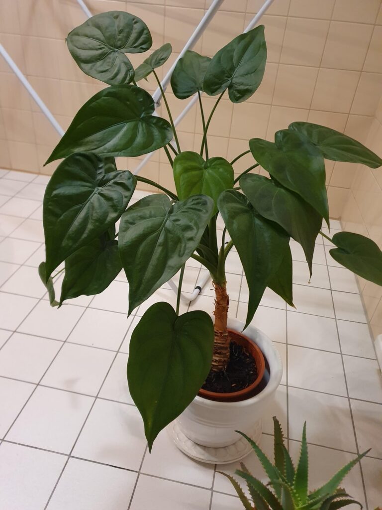 Adopted this plant from a friend who's moving