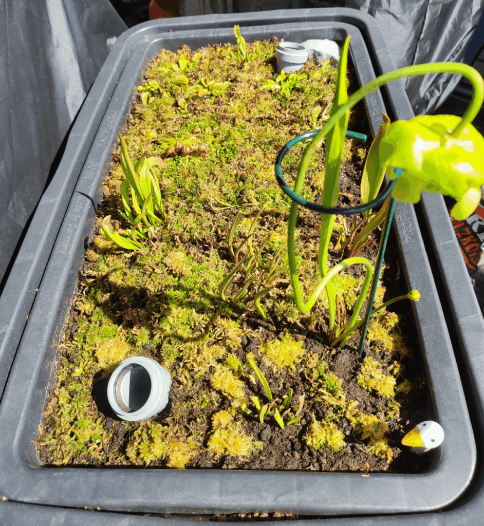 My mini bog from spring to fall