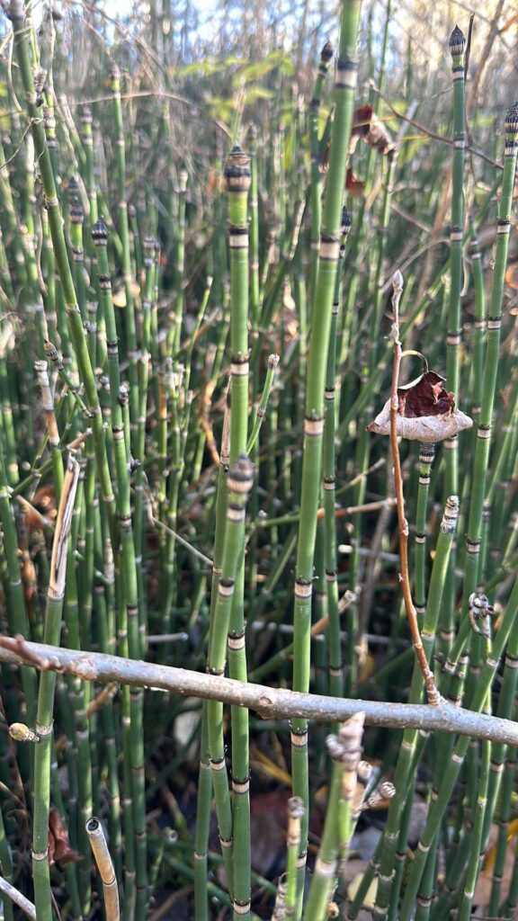 Came across this in Eastern Ontario