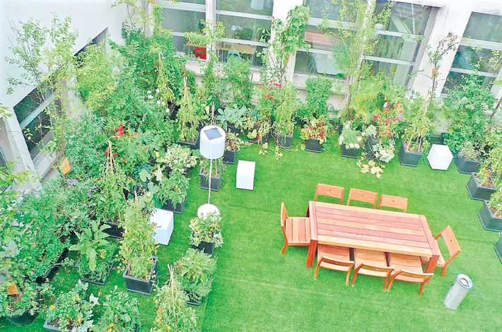 Rooftop gardeners turn to WhatsApp for pest solutions Rooftop gardeners turn to WhatsApp for pest solutions