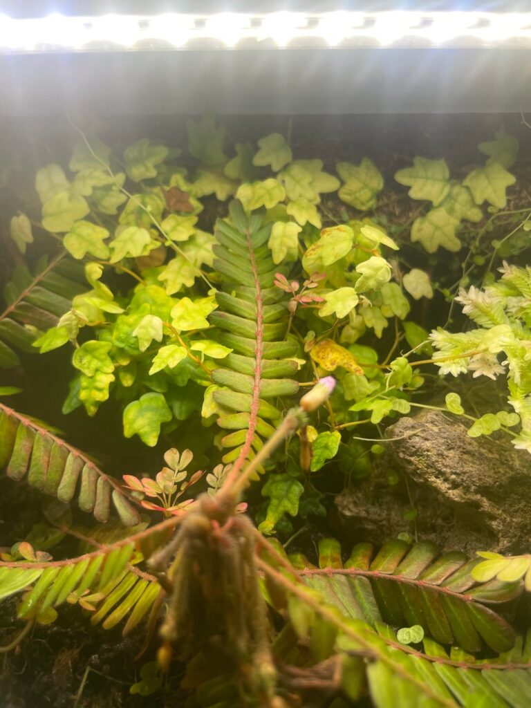 Yellowing Mini Oak Leaf Creeping Fig