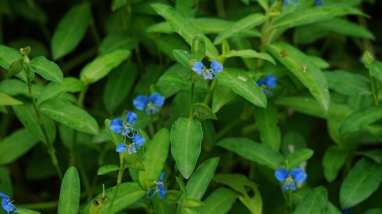 Small Asiatic dayflowers nestled amid green leaves