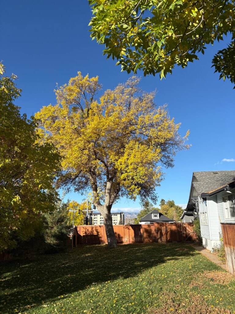 How do I best care for these ash trees? How do I best care for these ash trees?