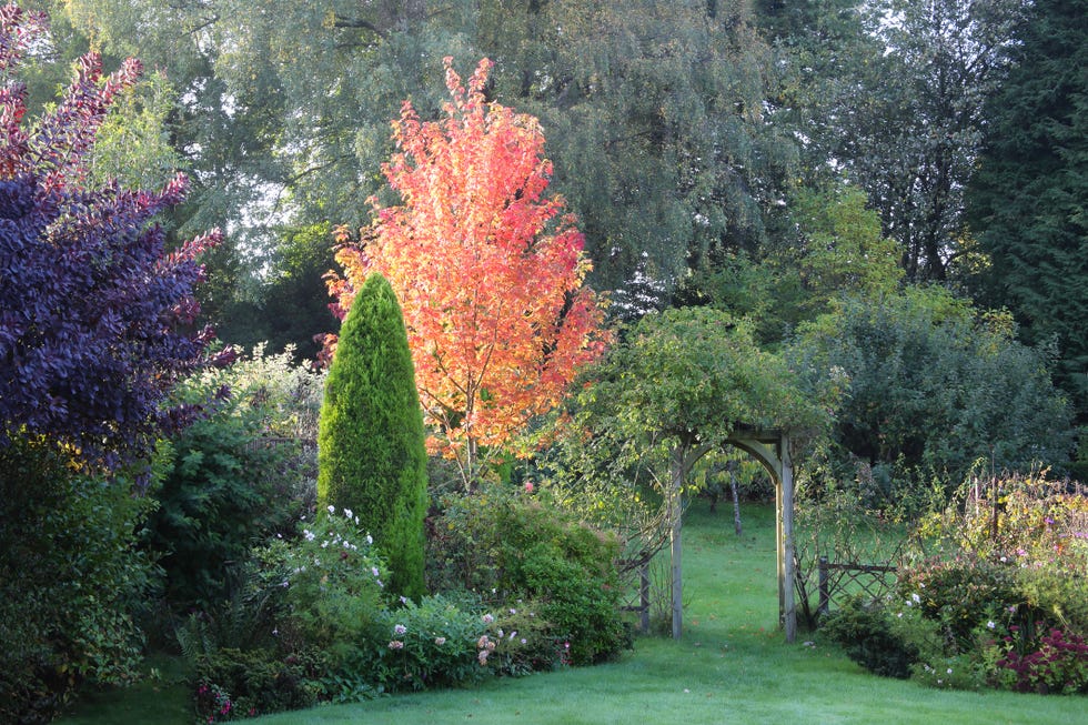 colourful japanese maple tree, (acer palmatum), in autumn foliage in english country garden with rose arch, fir tree, apple orchard, flowers and lawn, surrey, england, uk.