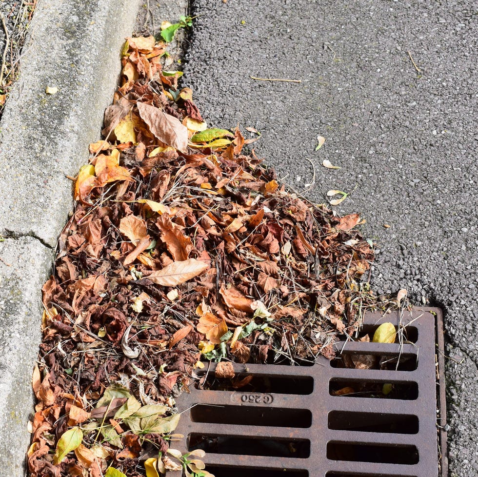 Drains filled with autumn leaves drains filled with autumn leaves