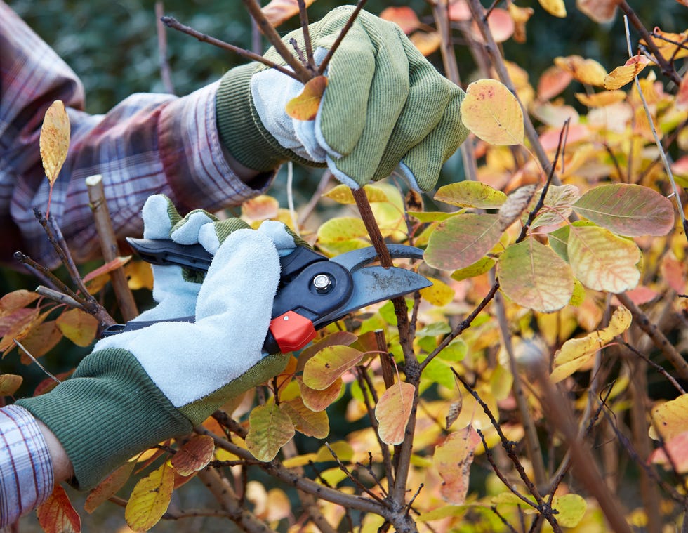 man pruning bush in garden
