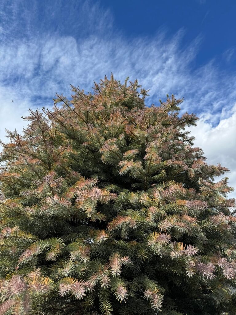 Anyone know what’s up with my blue spruce? Planted it 3 years ago.