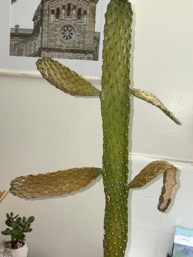Is my cowboy prickly pear dying