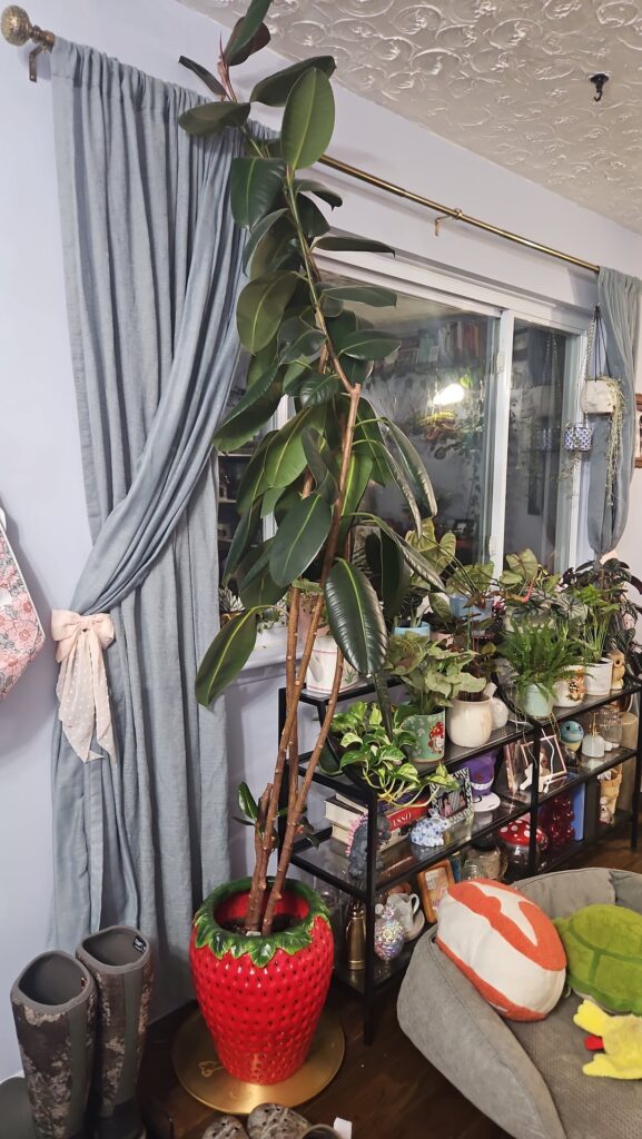 Trimming 8 foot rubber tree?