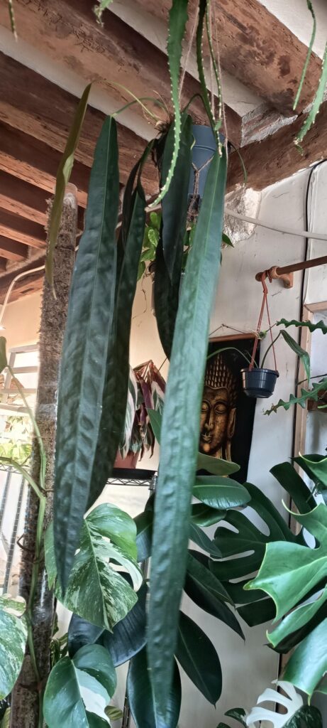 Are there other plants with long hanging leaves?