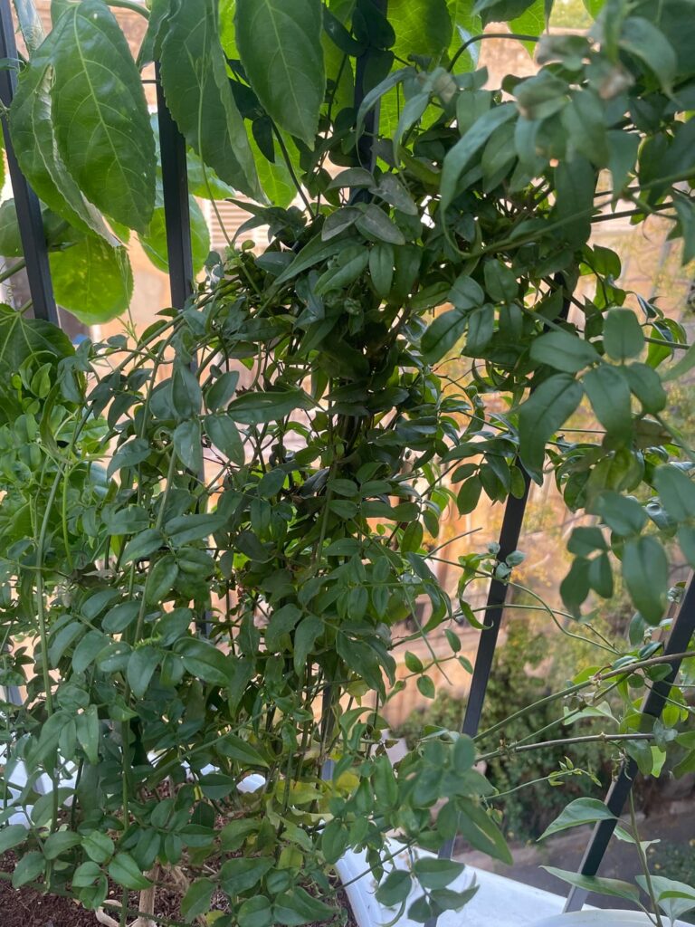 Help: Is my jasmine cloning itself… or is this a weed?