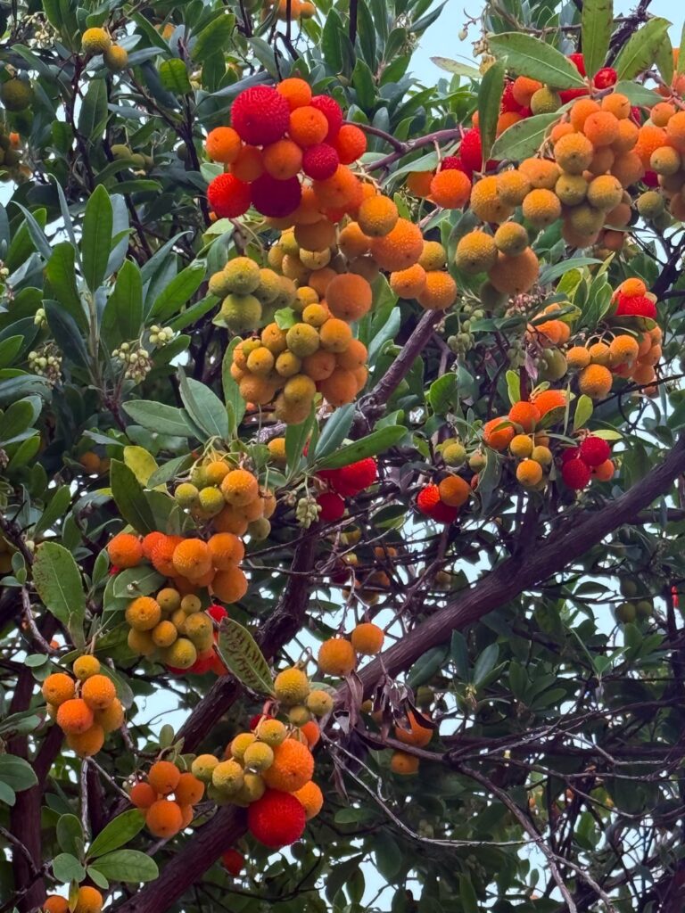 What fruit is this? Is it edible?