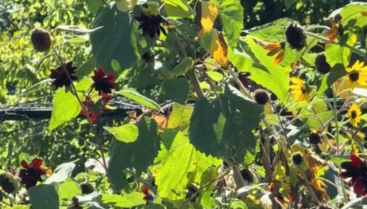 Yahoo lifestyle home