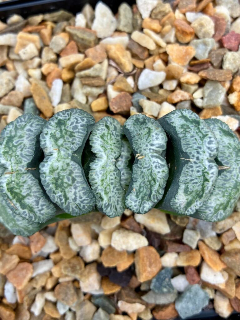 Three of my best Haworthia truncata