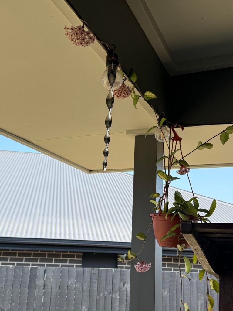 Jealous of my friend’s beautiful hoya