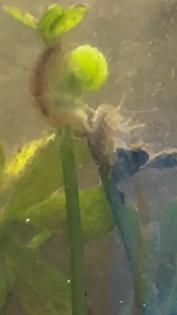 Week 3 of my vernal pool sample! I adore the scuds Week 3 of my vernal pool sample! I adore the scuds