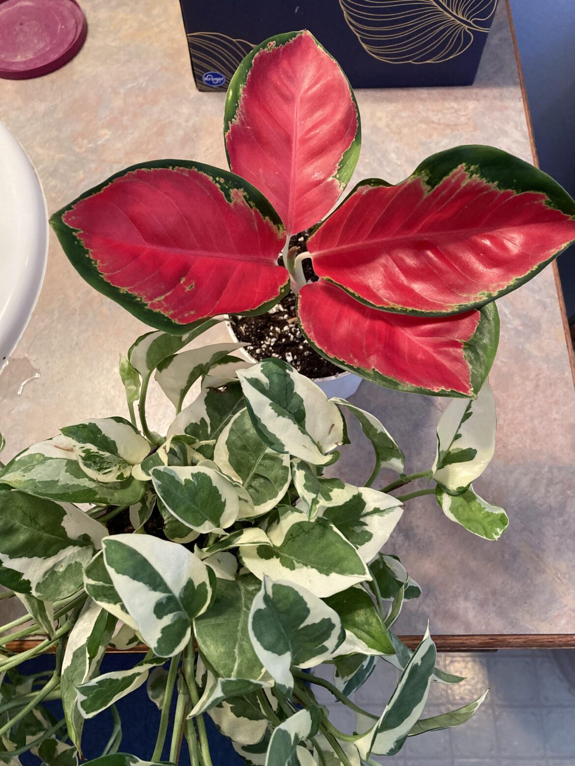 Birthday presents to myself