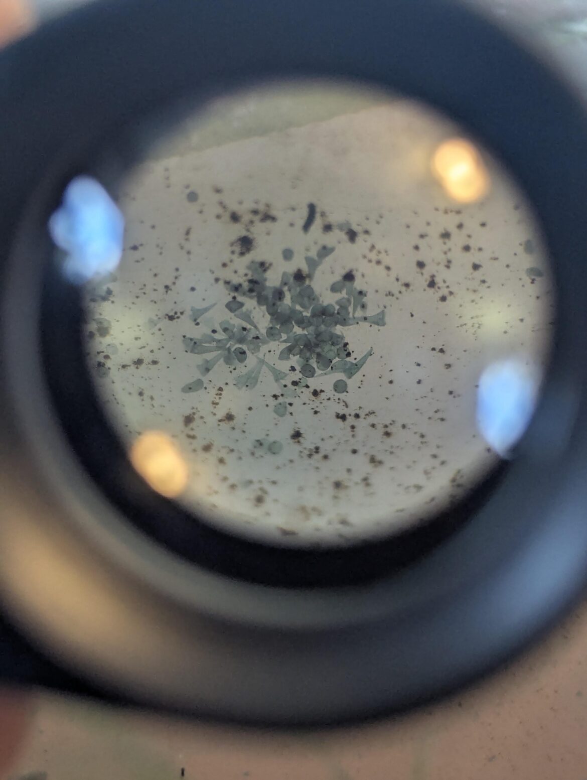 Are these possibly bryozoans? freshwater, upstate NY, 10x magnification
