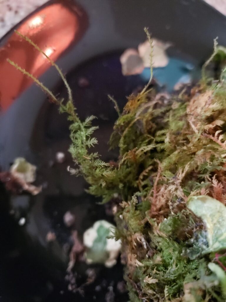 How do I keep this moss alive? Every moss i get keeps dying How do I keep this moss alive? Every moss i get keeps dying