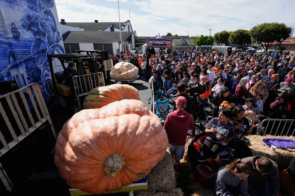 Forklifts moving giant pumpkins at the World Championship Pumpkin Weigh-Off. AP