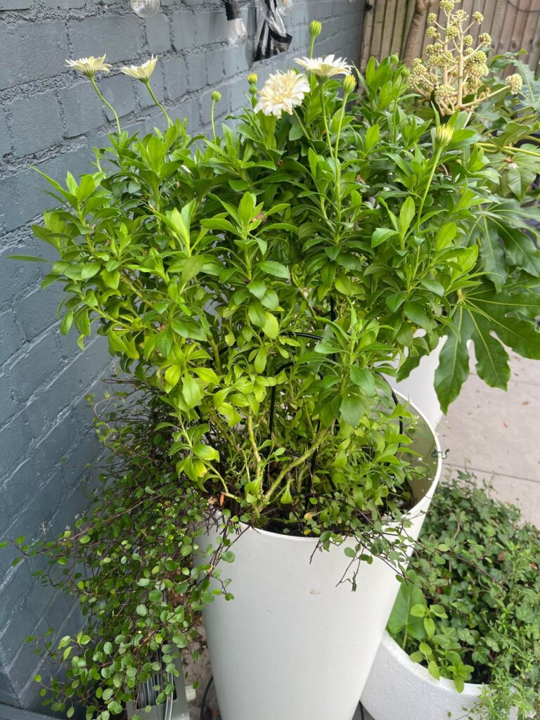 Will these survive London winter?