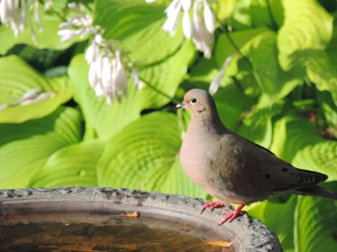 Master gardeners: Creating a bird-friendly garden Master gardeners: Creating a bird-friendly garden