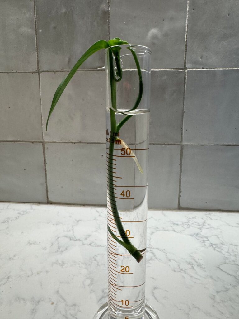 The top node is rooting but I don’t think the bottom one is? Should I trim it and plant or plant the whole thing?