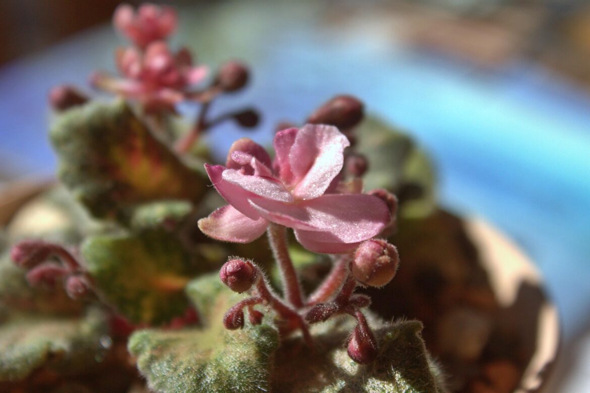 Buds and Blooms galore