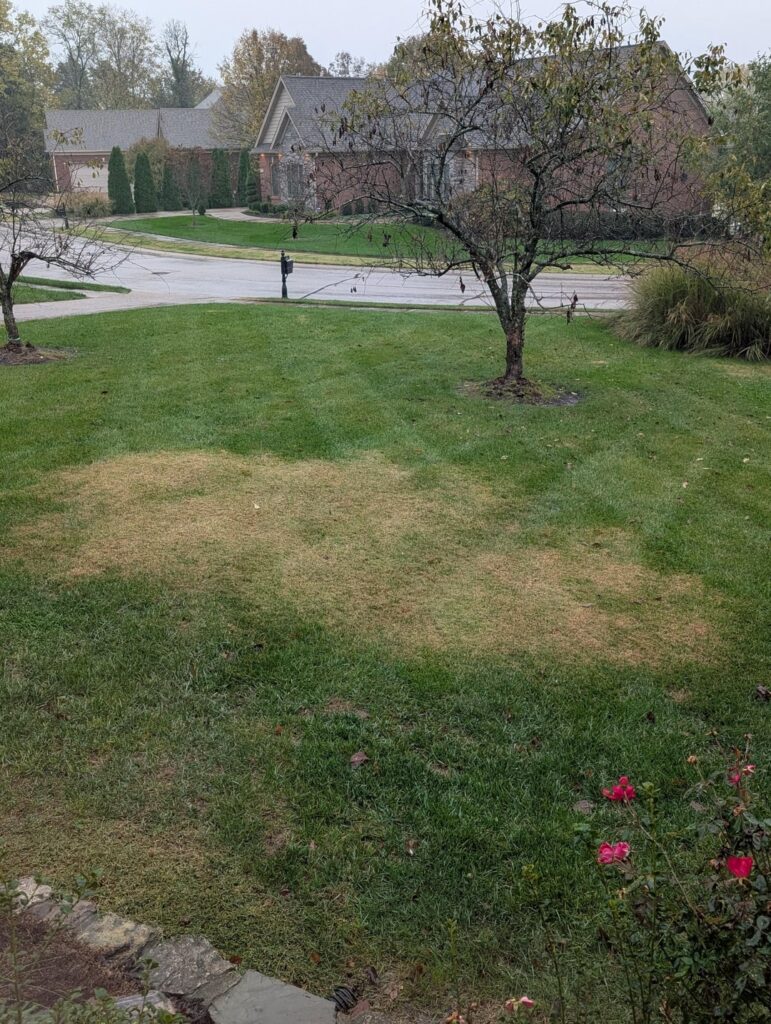 Please help! what is this patch of grass that's getting bigger in my lawn. And how do I fix it. In KY