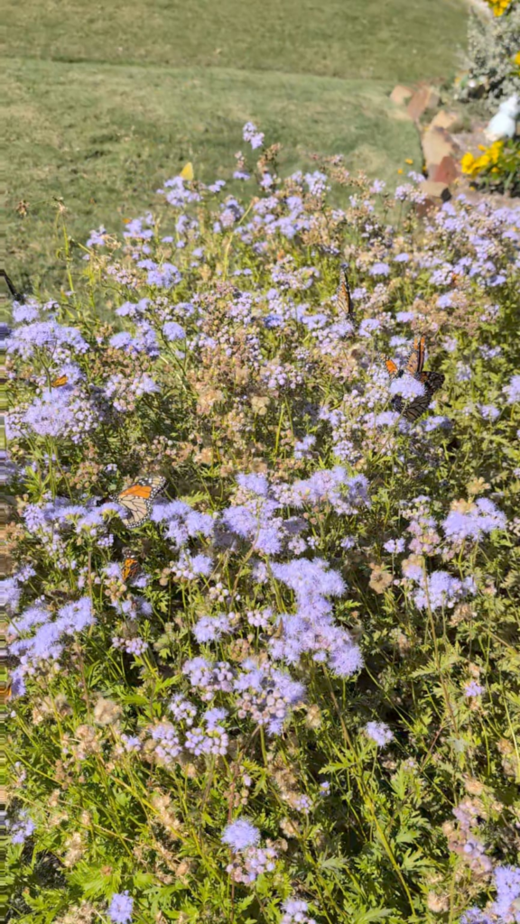 When I tell you guys I ran inside to show you all these butterflies I mean it!