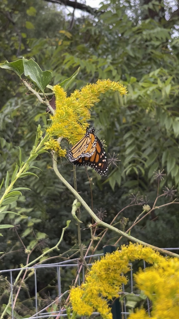 Monarch loves it too
