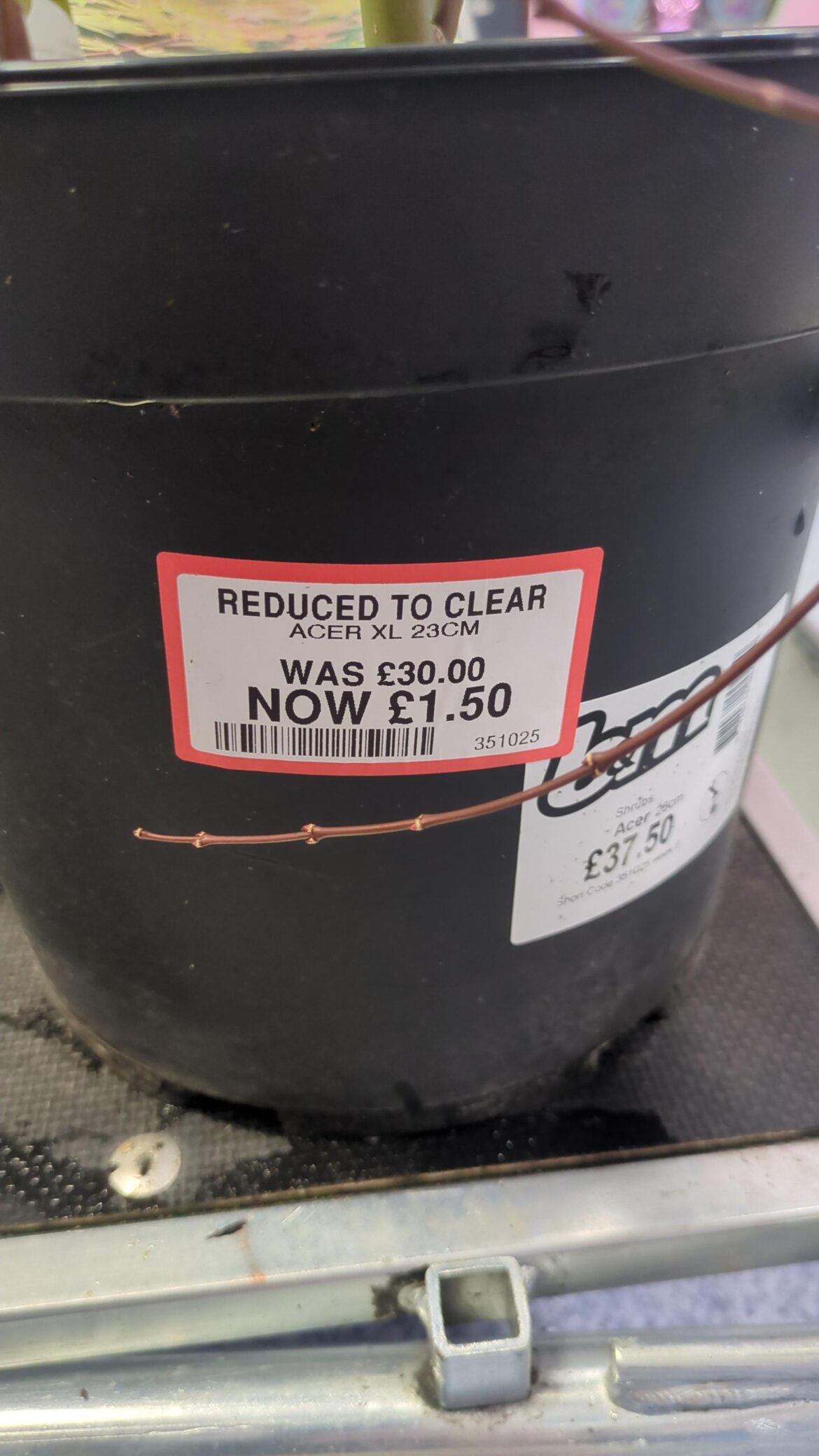 Potted plants over winter Potted plants over winter