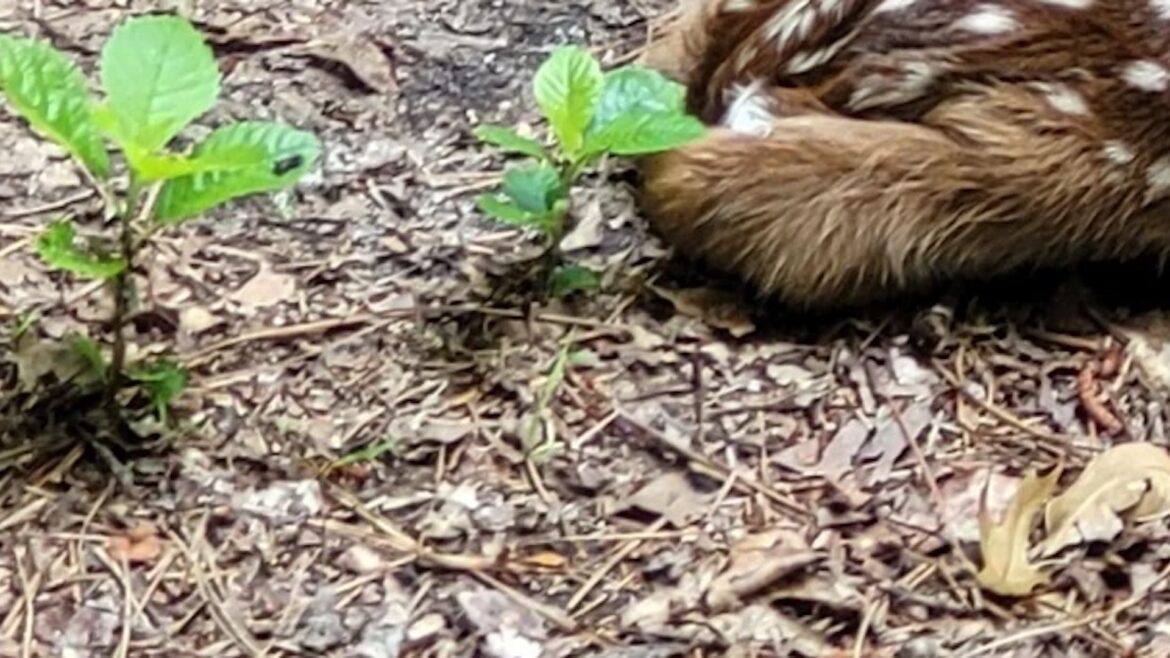 A wildlife gardening enthusiast on Reddit shared heartwarming images of a young guest — a fawn — on their property.