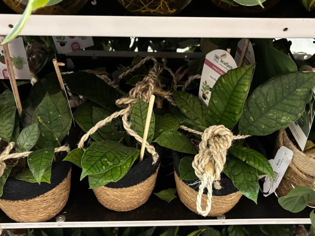 Hoya Shopping at Home Depot (for cheap!!!!)