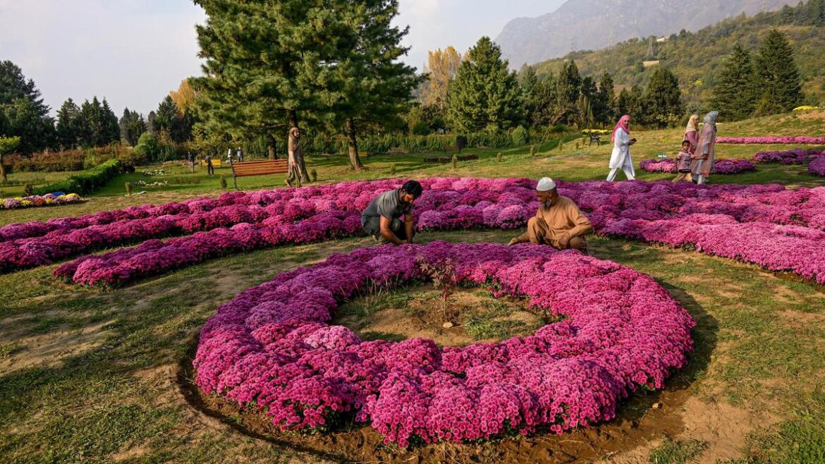 30 lakh blooming chrysanthemums to fill grey tourism period of Kashmir with colours 30 lakh blooming chrysanthemums to fill grey tourism period of Kashmir with colours