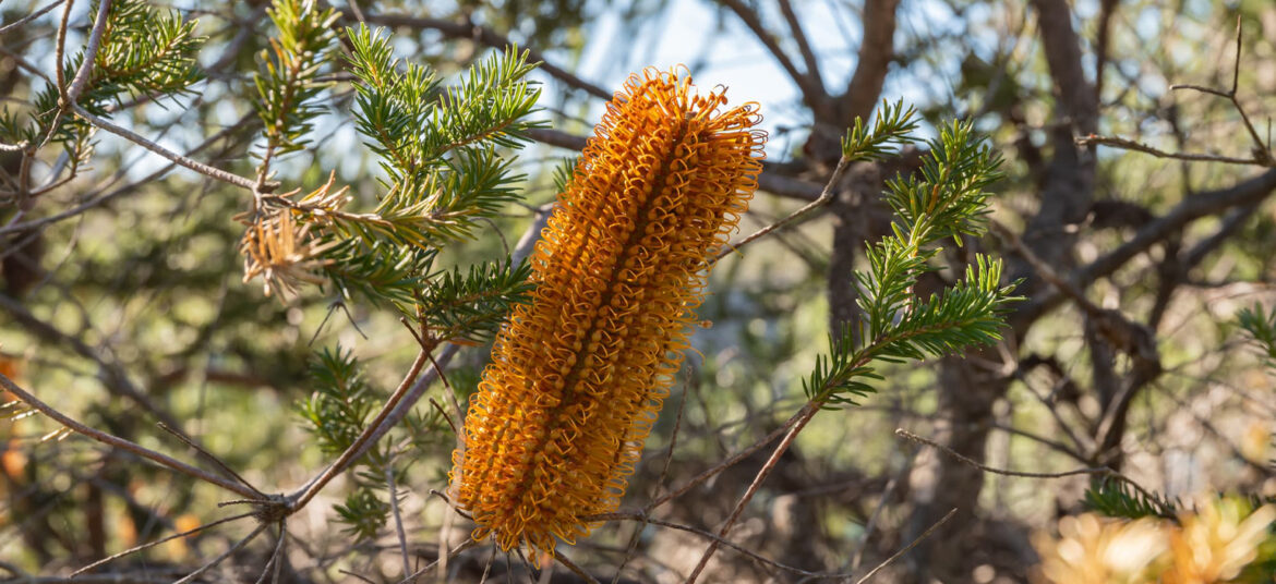 The best native plants to attract pollinators to your garden