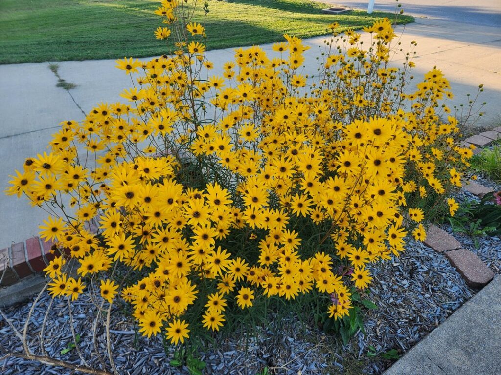 Narrow leaf sunflowers. Central Missouri