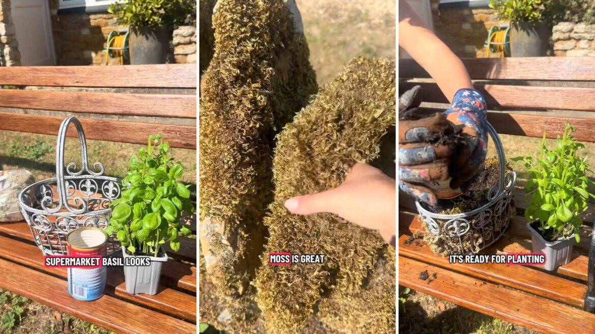 Gardener demonstrates simple hack to grow seemingly endless supply of popular produce item: ‘Brilliant’ One gardening expert demonstrated how to get more value out of your grocery budget with a seemingly endless supply of basil.