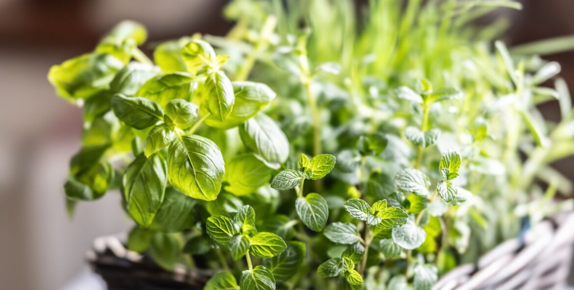 7 vegetable and herbs that actually thrive inside all winter