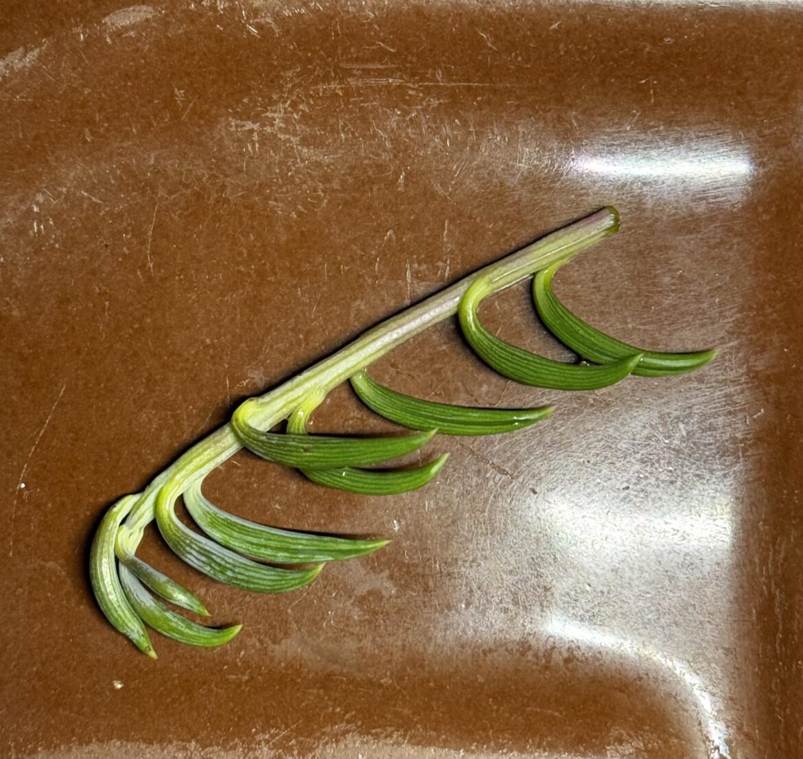 who is she? best way to prop?