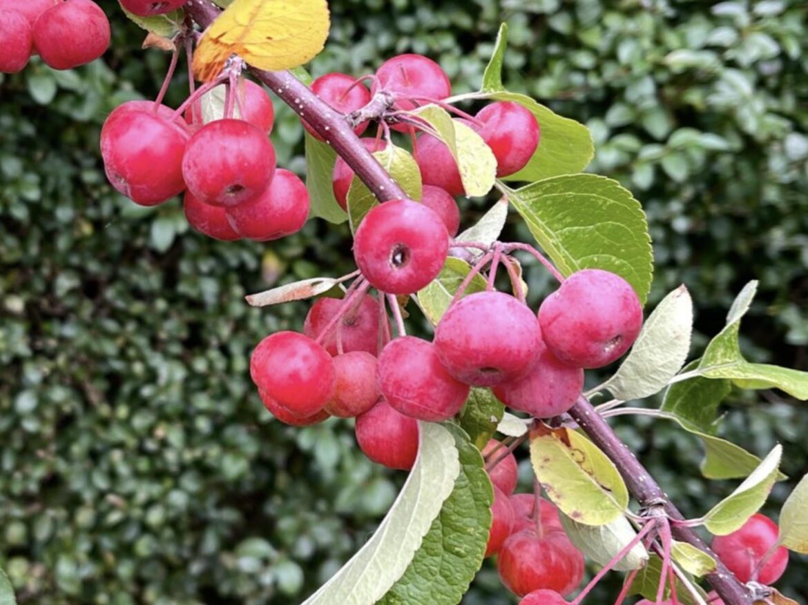 Crab Apples, a wonderful splash of colour ☺️