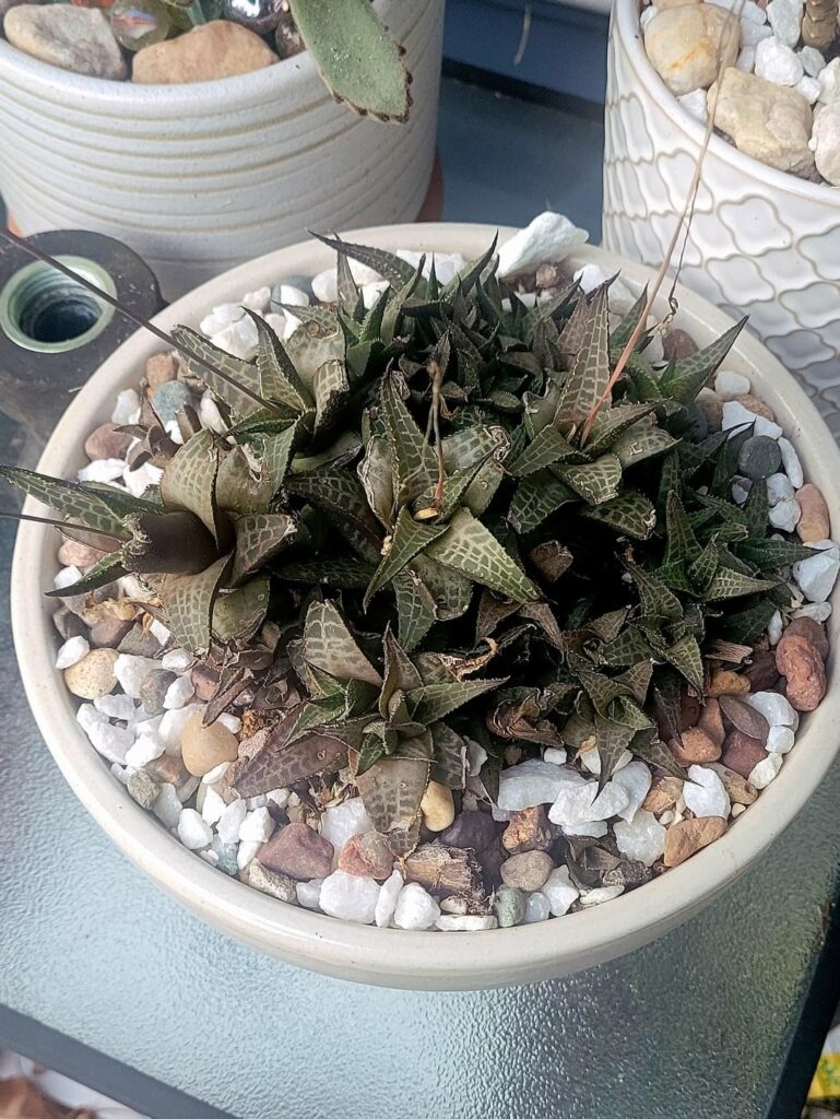 Haworthiopsis Venomosa in bloom