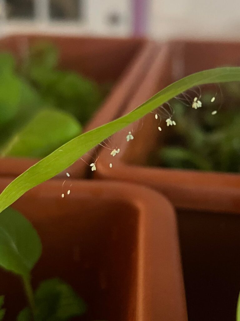 Green growth under plant leaf