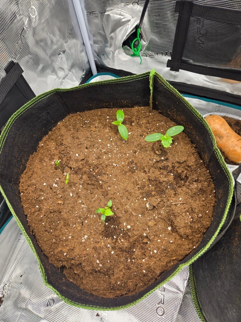 First indoor cicumber grow setup ever what you think