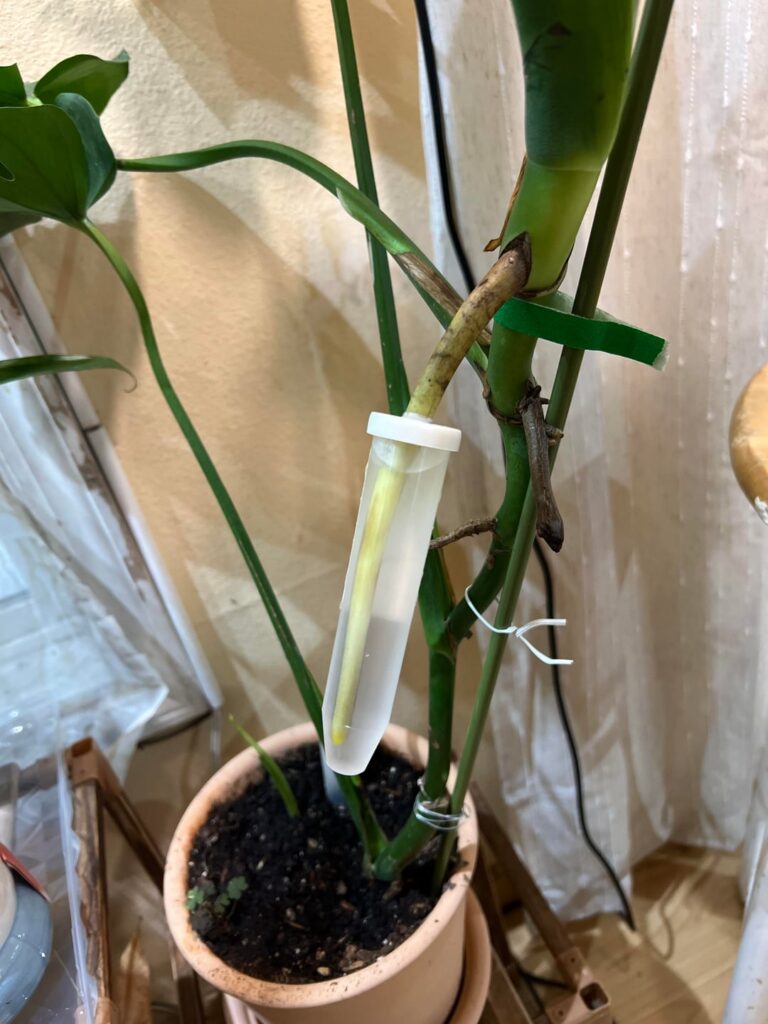 I attached a tube of water to one of my Monstera’s roots. One week apart.
